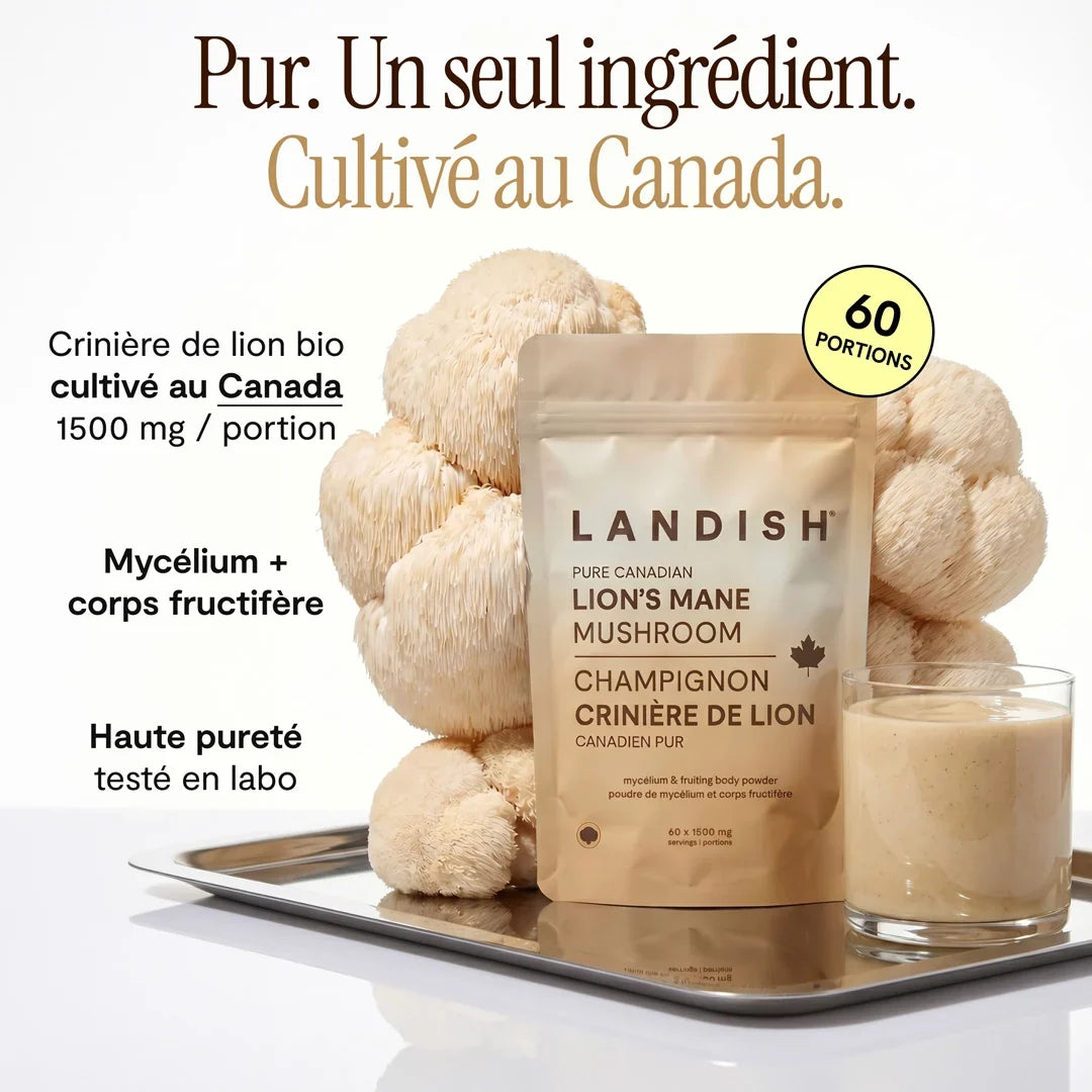 Crinière de lion - Lion's mane